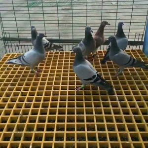 养殖鸽子 鸽舍玻璃钢地网 众昌 耐腐蚀抗压强 美观方便